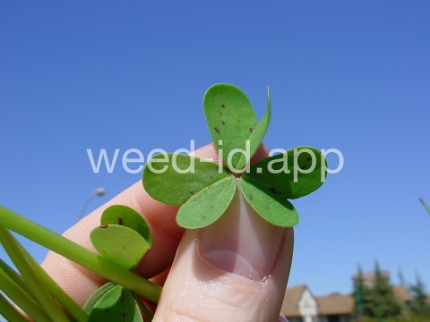 oxalis, buttercup